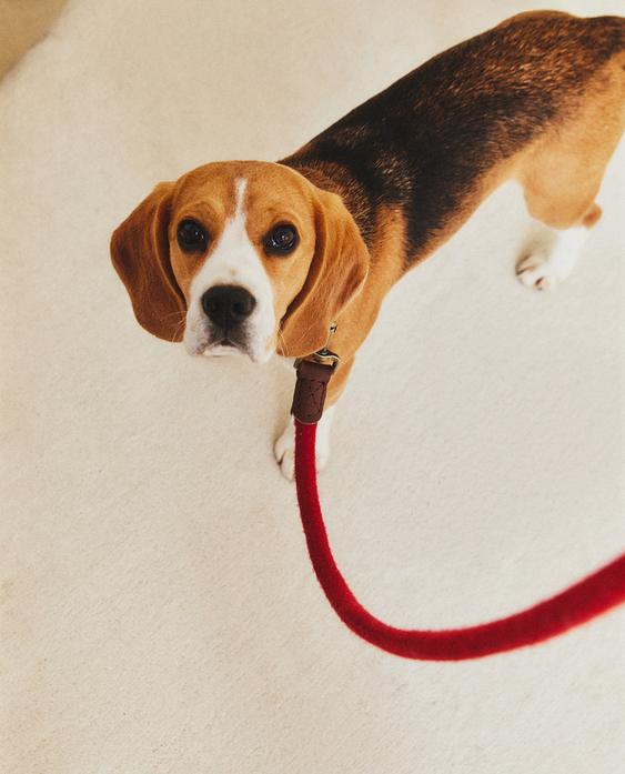 犬用皮革牵引绳