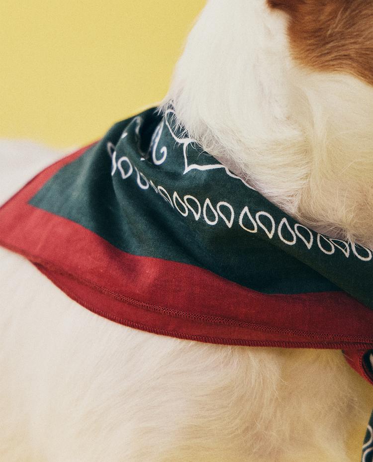 PAISLEY COTTON PET BANDANA