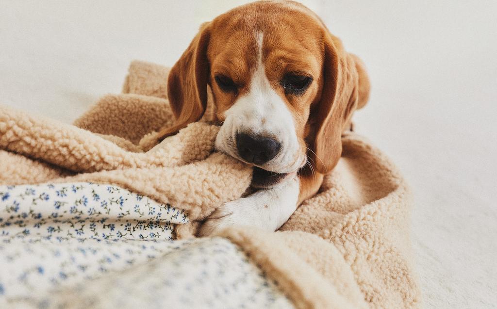FLORAL PET BLANKET