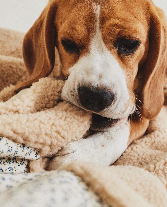 FLORAL PET BLANKET