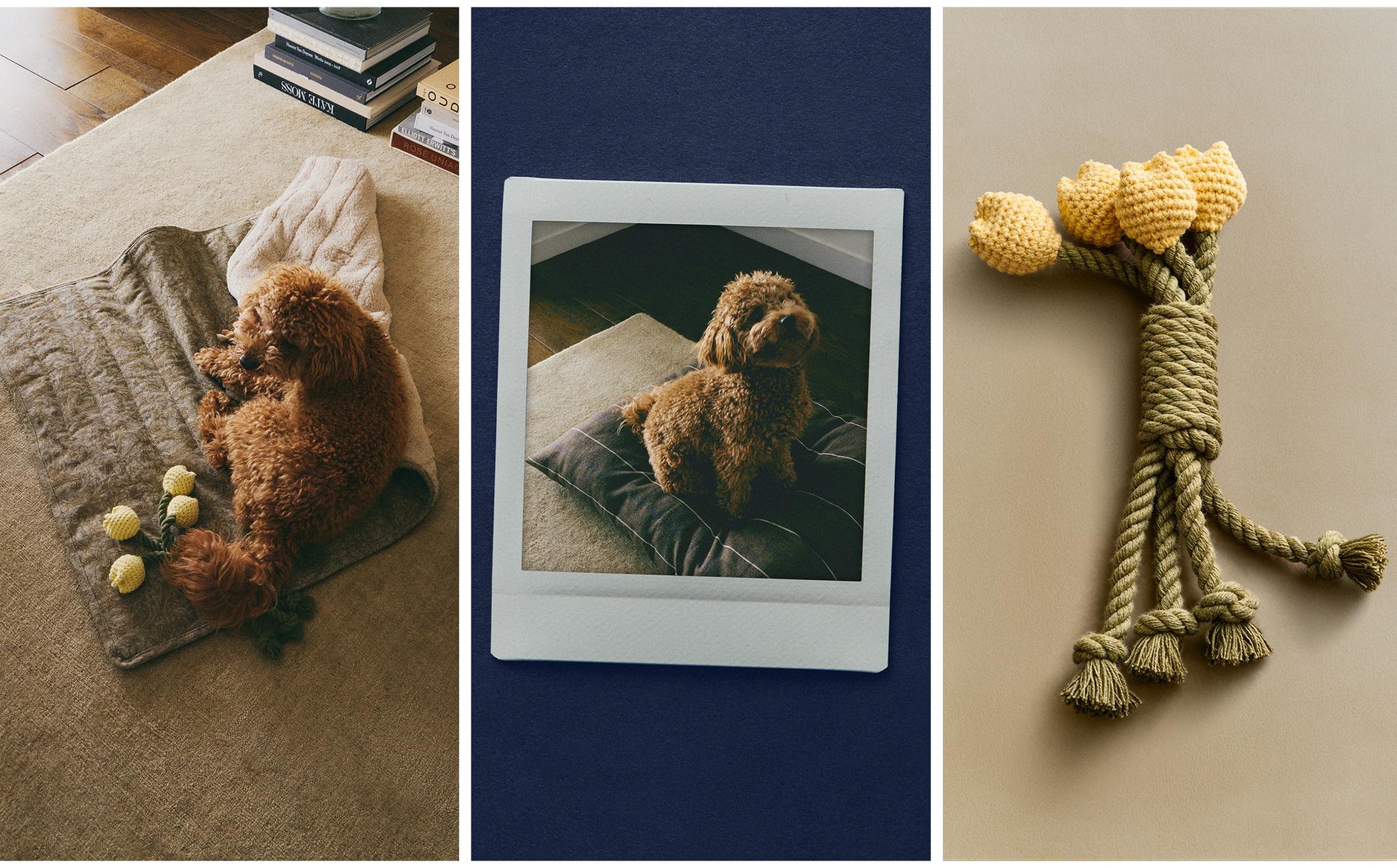 MORRIS & CO. ROLL-UP PET FLOOR BLANKET AND BOUQUET TOY