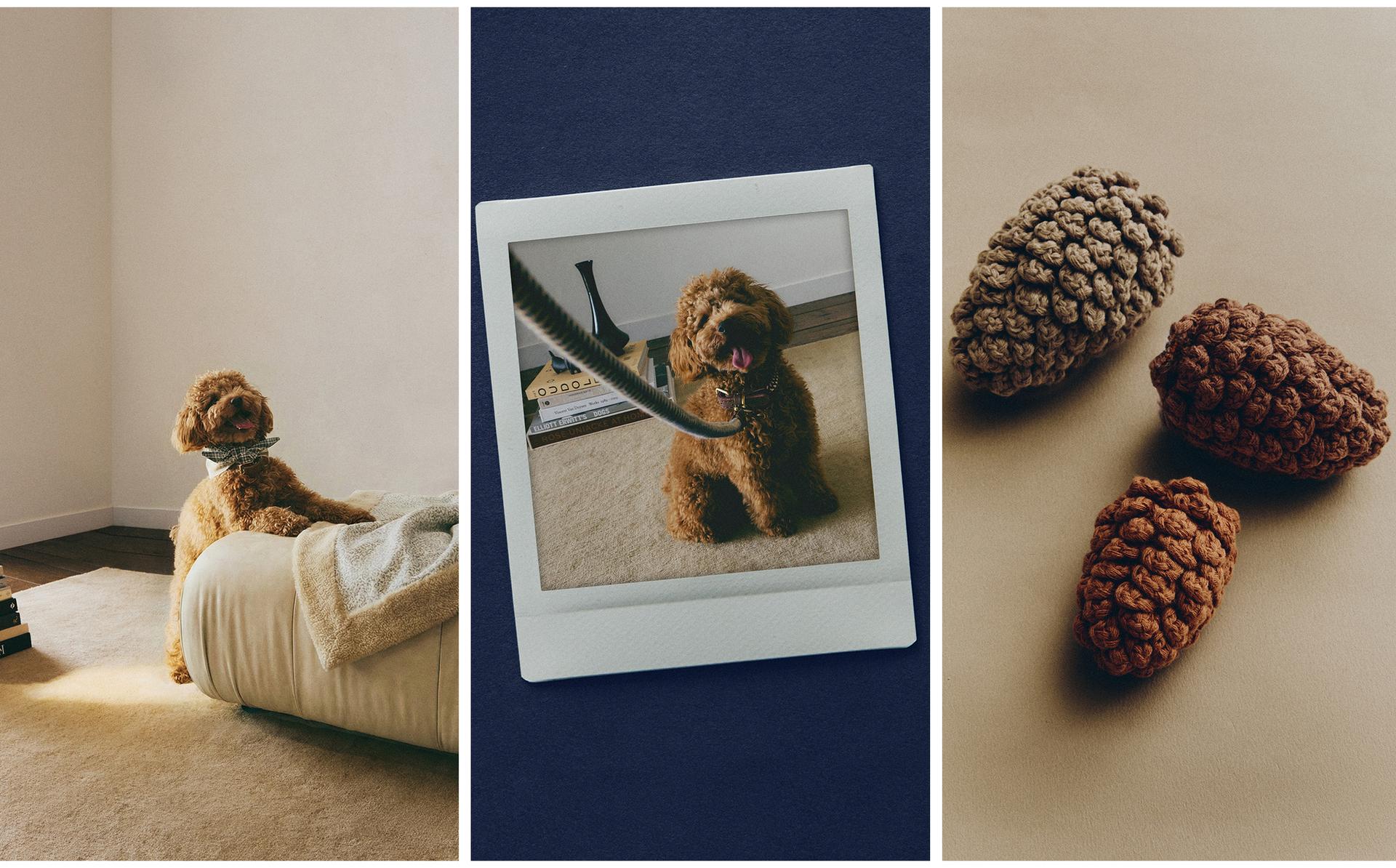 PET COTTON BANDANA, ROPE LEAD AND PINE CONE TOY