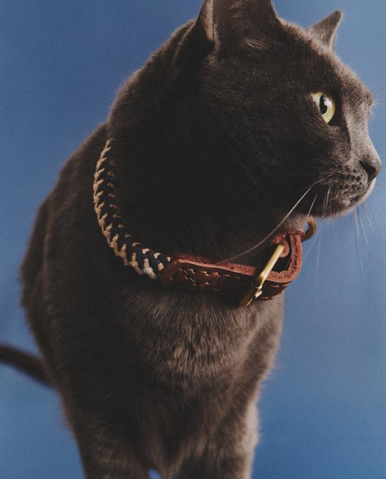 犬用双色绳索项圈