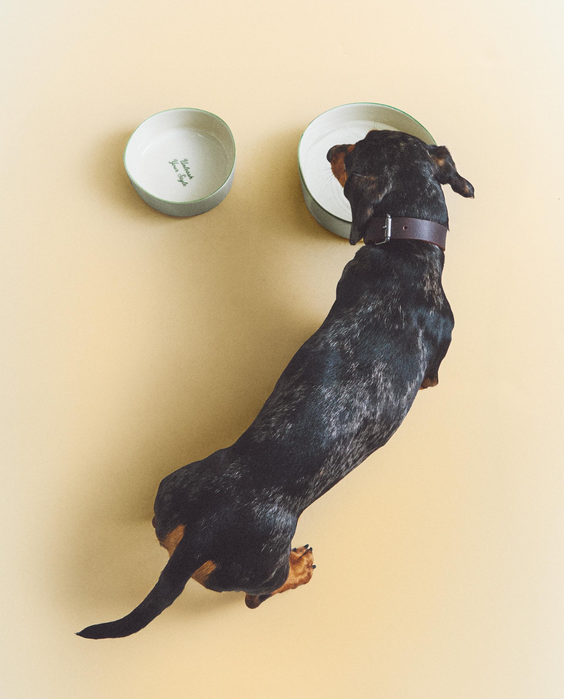 CERAMIC PET FOOD BOWL WITH SLOGAN DETAIL